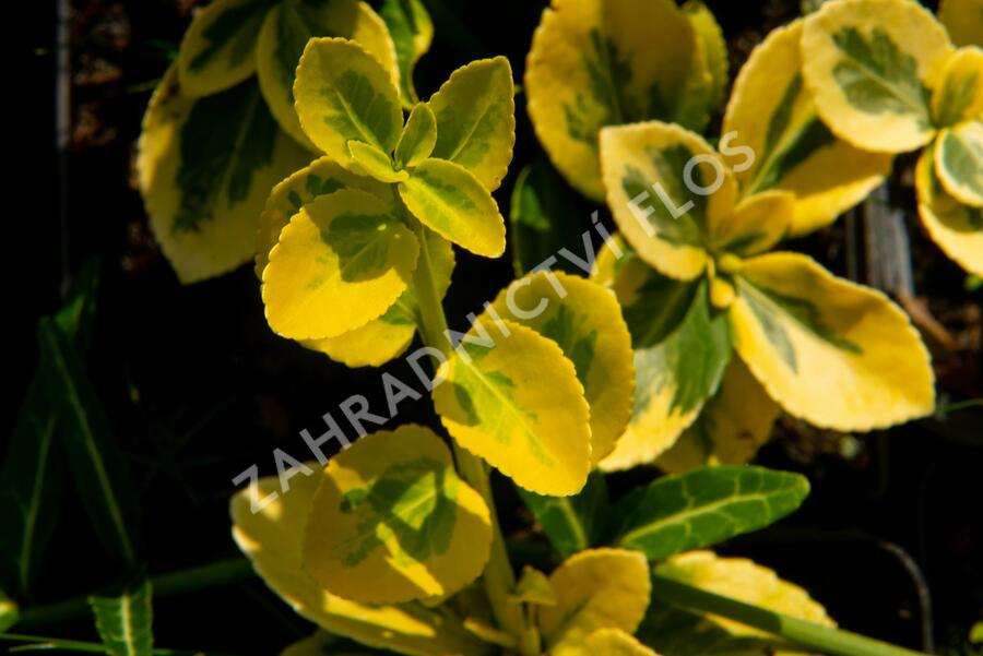 Brslen Fortuneův 'Sunshine' - Euonymus fortunei 'Sunshine'