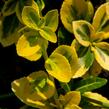 Brslen Fortuneův 'Sunshine' - Euonymus fortunei 'Sunshine'