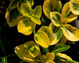 Brslen Fortuneův 'Sunshine'