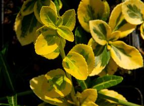 Brslen Fortuneův 'Sunshine' - Euonymus fortunei 'Sunshine'