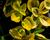 Brslen Fortuneův 'Sunshine'