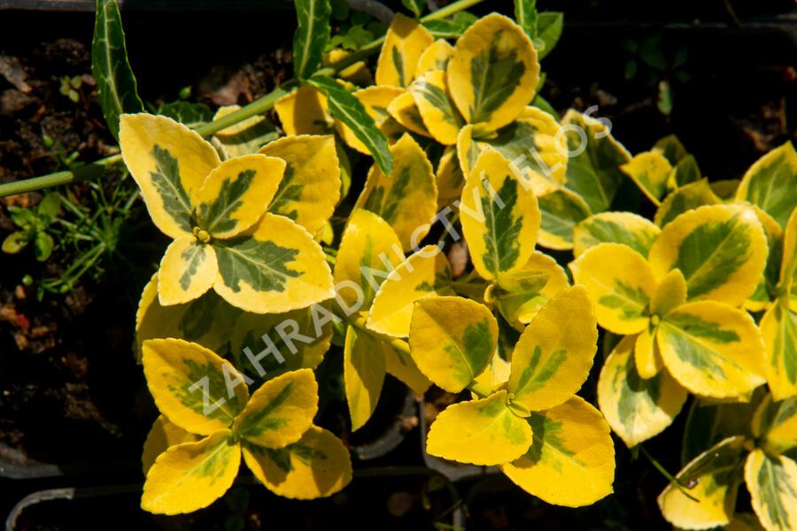 Brslen Fortuneův 'Sunshine' - Euonymus fortunei 'Sunshine'