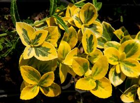 Brslen Fortuneův 'Sunshine' - Euonymus fortunei 'Sunshine'