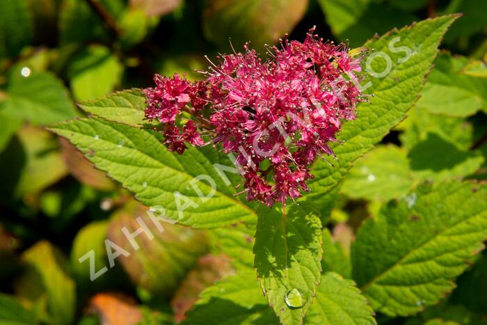 Tavolník japonský 'Zigeunerblut' - Spiraea japonica 'Zigeunerblut'