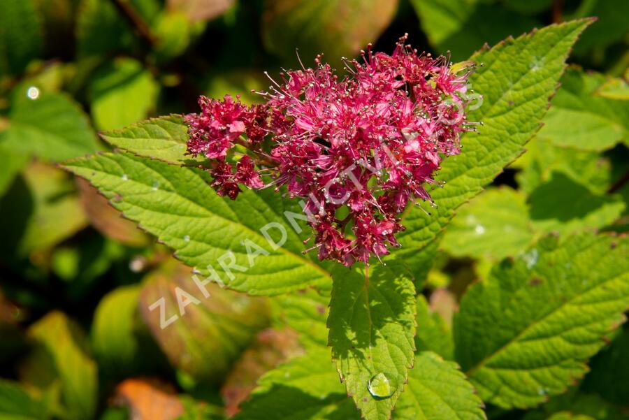 Tavolník japonský 'Zigeunerblut' - Spiraea japonica 'Zigeunerblut'