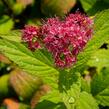 Tavolník japonský 'Zigeunerblut' - Spiraea japonica 'Zigeunerblut'