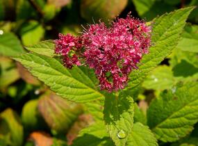 Tavolník japonský 'Zigeunerblut' - Spiraea japonica 'Zigeunerblut'