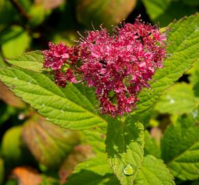 Tavolník japonský 'Zigeunerblut' - Spiraea japonica 'Zigeunerblut'