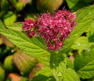 Tavolník japonský 'Zigeunerblut' - Spiraea japonica 'Zigeunerblut'