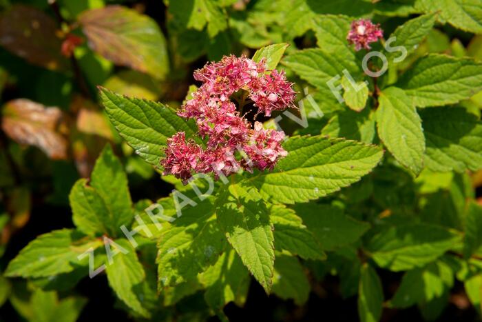 Tavolník japonský 'Zigeunerblut' - Spiraea japonica 'Zigeunerblut'