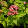 Tavolník japonský 'Zigeunerblut' - Spiraea japonica 'Zigeunerblut'