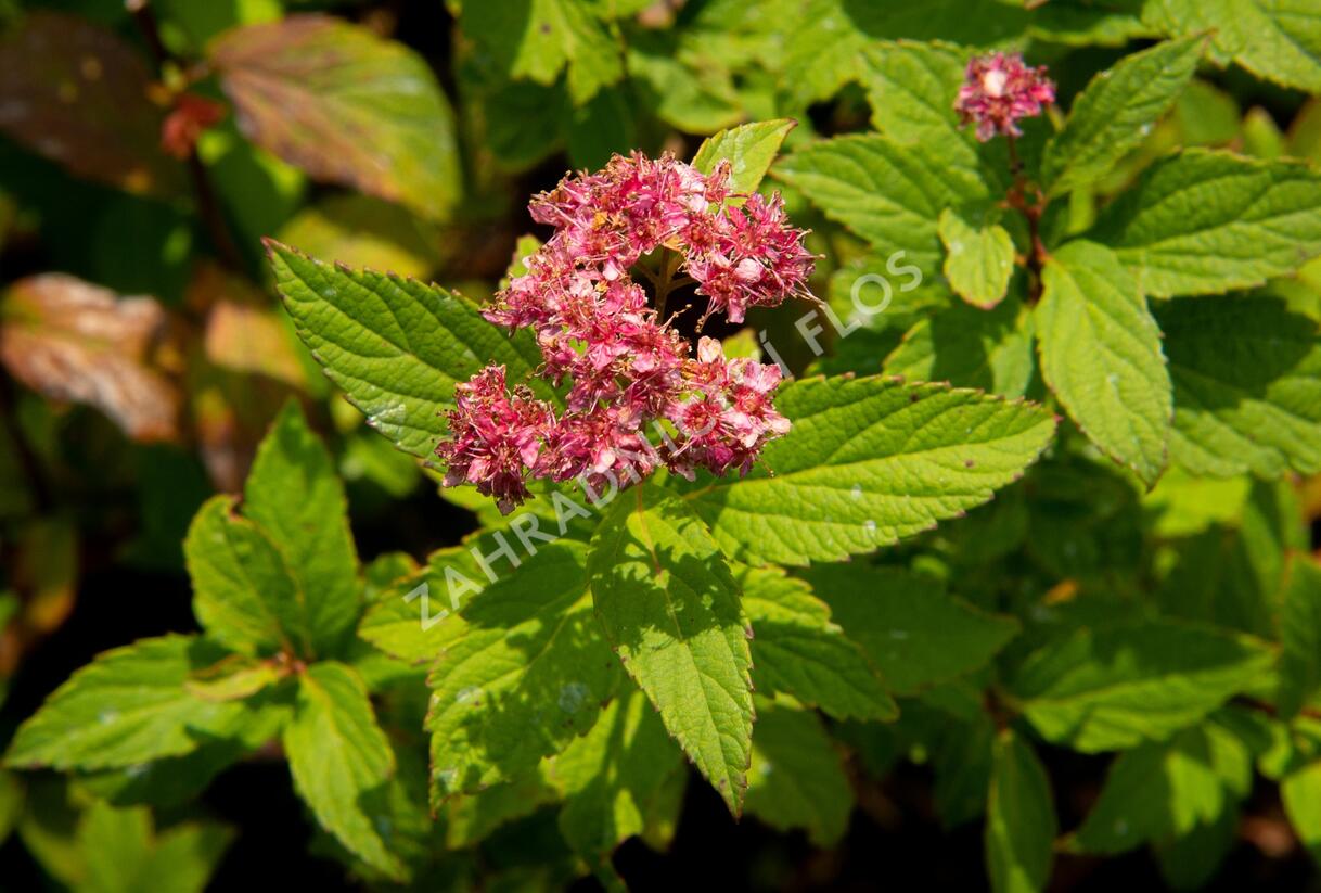 Tavolník japonský 'Zigeunerblut' - Spiraea japonica 'Zigeunerblut'