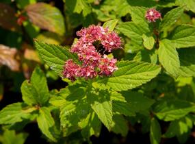 Tavolník japonský 'Zigeunerblut' - Spiraea japonica 'Zigeunerblut'