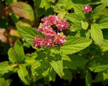Tavolník japonský 'Zigeunerblut'