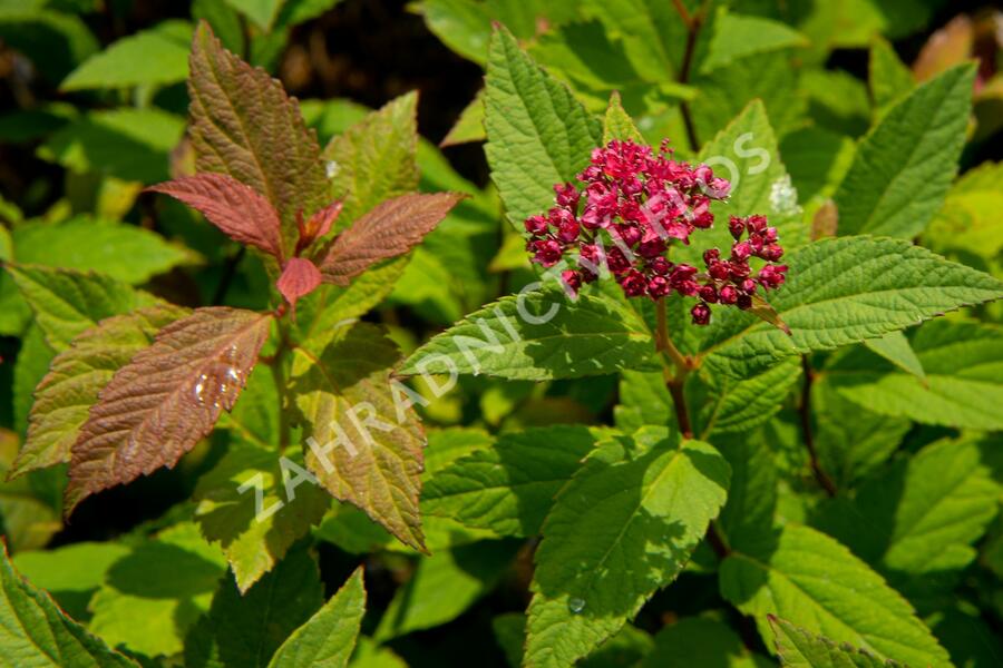 Tavolník japonský 'Zigeunerblut' - Spiraea japonica 'Zigeunerblut'