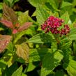 Tavolník japonský 'Zigeunerblut' - Spiraea japonica 'Zigeunerblut'