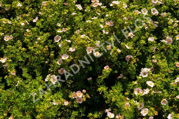 Mochna křovitá 'New Dawn' - Potentilla fruticosa 'New Dawn'