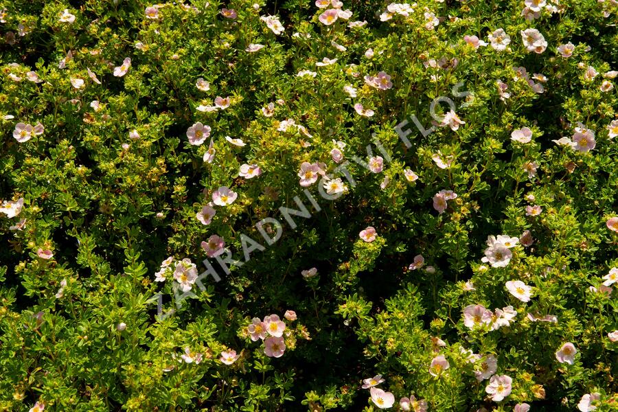 Mochna křovitá 'New Dawn' - Potentilla fruticosa 'New Dawn'