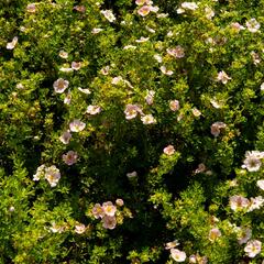 Mochna křovitá 'New Dawn' - Potentilla fruticosa 'New Dawn'