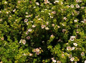 Mochna křovitá 'New Dawn' - Potentilla fruticosa 'New Dawn'