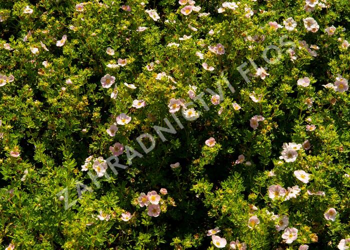 Mochna křovitá 'New Dawn' - Potentilla fruticosa 'New Dawn'
