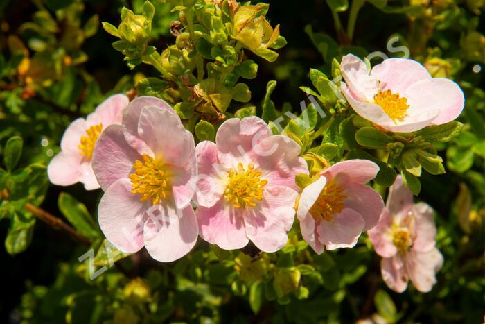 Mochna křovitá 'New Dawn' - Potentilla fruticosa 'New Dawn'
