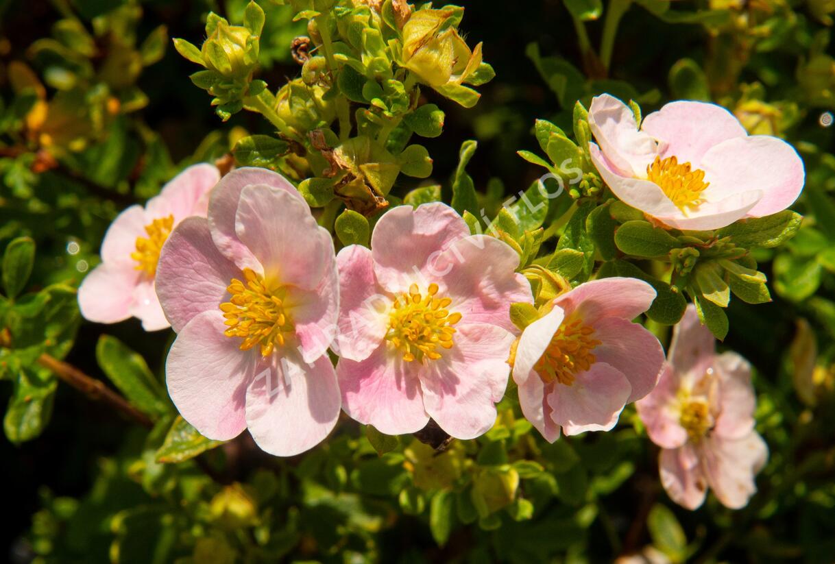 Mochna křovitá 'New Dawn' - Potentilla fruticosa 'New Dawn'