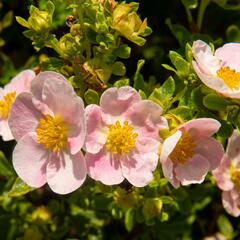 Mochna křovitá 'New Dawn' - Potentilla fruticosa 'New Dawn'
