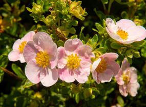 Mochna křovitá 'New Dawn' - Potentilla fruticosa 'New Dawn'