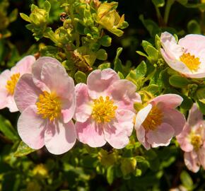 Mochna křovitá 'New Dawn' - Potentilla fruticosa 'New Dawn'