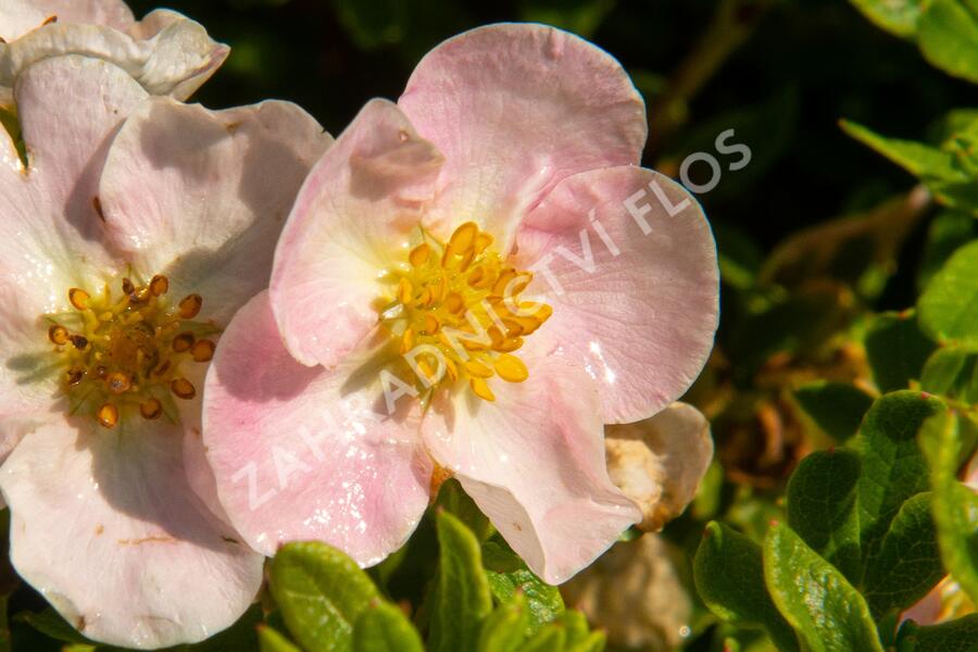 Mochna křovitá 'New Dawn' - Potentilla fruticosa 'New Dawn'