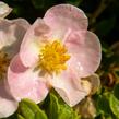 Mochna křovitá 'New Dawn' - Potentilla fruticosa 'New Dawn'