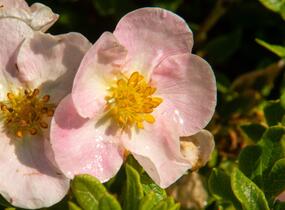Mochna křovitá 'New Dawn' - Potentilla fruticosa 'New Dawn'