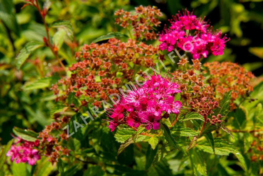 Tavolník japonský 'Neon Flash' - Spiraea japonica 'Neon Flash'