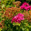 Tavolník japonský 'Neon Flash' - Spiraea japonica 'Neon Flash'