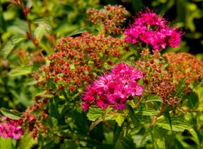 Tavolník japonský 'Neon Flash' - Spiraea japonica 'Neon Flash'