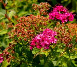 Tavolník japonský 'Neon Flash' - Spiraea japonica 'Neon Flash'