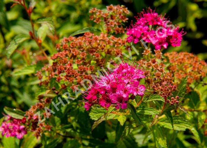 Tavolník japonský 'Neon Flash' - Spiraea japonica 'Neon Flash'