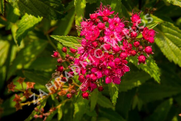 Tavolník japonský 'Neon Flash' - Spiraea japonica 'Neon Flash'