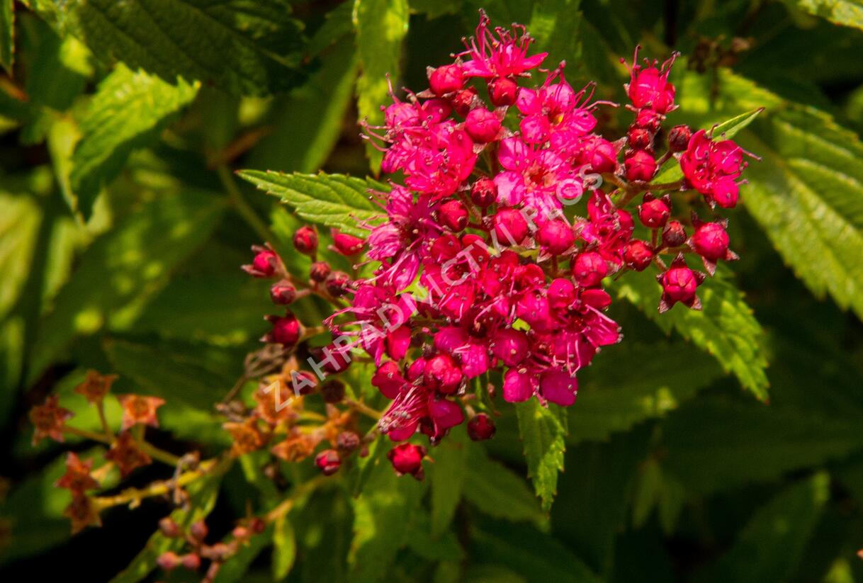 Tavolník japonský 'Neon Flash' - Spiraea japonica 'Neon Flash'
