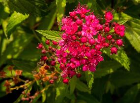 Tavolník japonský 'Neon Flash' - Spiraea japonica 'Neon Flash'