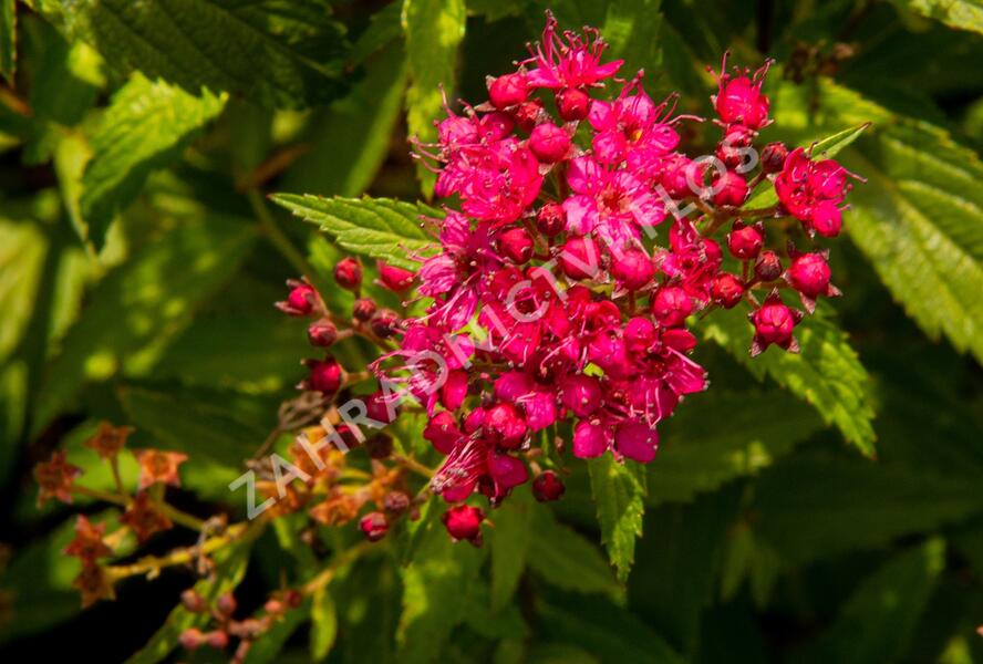 Tavolník japonský 'Neon Flash' - Spiraea japonica 'Neon Flash'