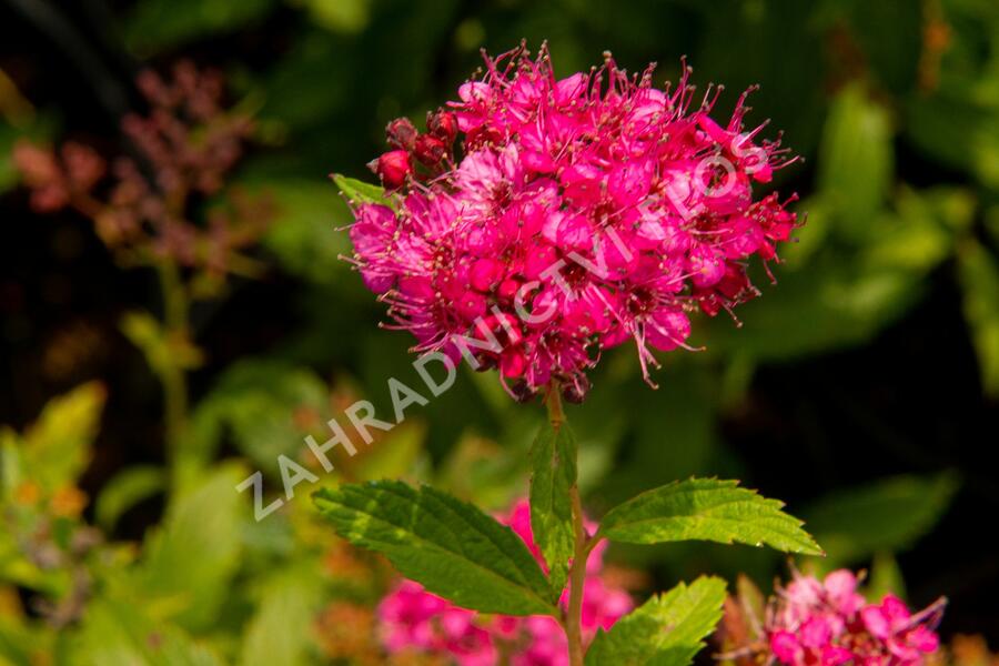 Tavolník japonský 'Neon Flash' - Spiraea japonica 'Neon Flash'