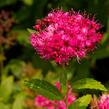 Tavolník japonský 'Neon Flash' - Spiraea japonica 'Neon Flash'