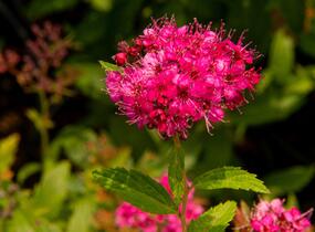 Tavolník japonský 'Neon Flash' - Spiraea japonica 'Neon Flash'