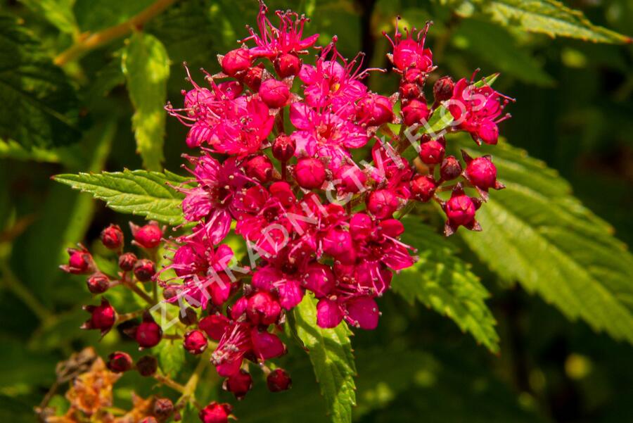 Tavolník japonský 'Neon Flash' - Spiraea japonica 'Neon Flash'