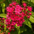 Tavolník japonský 'Neon Flash' - Spiraea japonica 'Neon Flash'