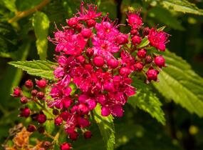 Tavolník japonský 'Neon Flash' - Spiraea japonica 'Neon Flash'