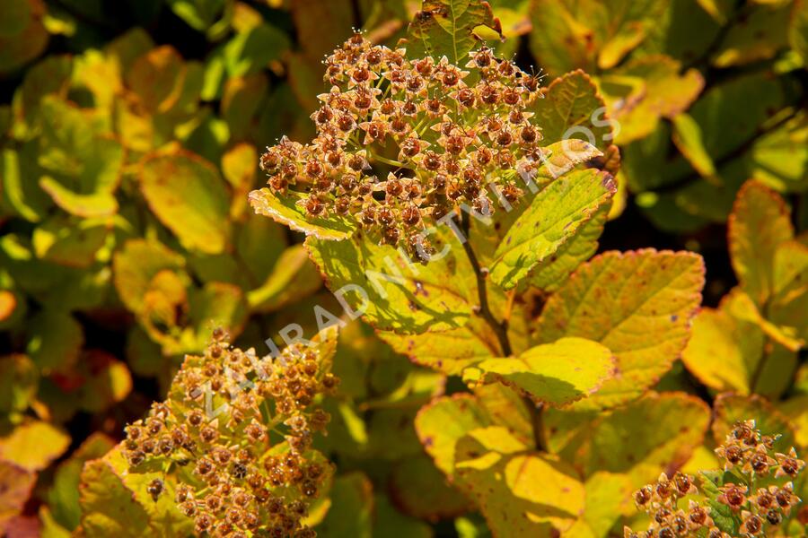 Tavolník břízolistý 'Pink Sparkler' - Spiraea betulifolia 'Pink Sparkler'