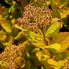 Tavolník břízolistý 'Pink Sparkler' - Spiraea betulifolia 'Pink Sparkler'